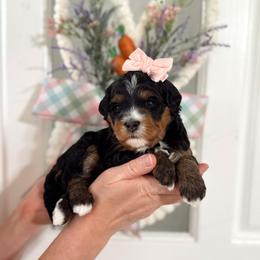 Vidia - Tri-color female Bernedoodle puppy in Payson, Utah from The Puppy Nest