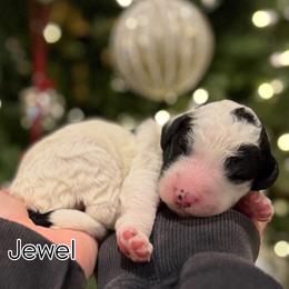 Girl 4 - Black and white female Sheepadoodle puppy in Danville, Indiana from Marley’s Doodle Ranch