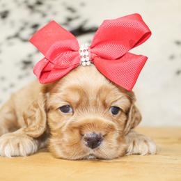 Mabel - Red female Cocker Spaniel puppy in Rattan, Oklahoma from Double M Cocker Spaniels