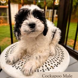 Dex - Black and white male Cockapoo puppy in Griffin, Georgia from Rawls Lovely Little Tots