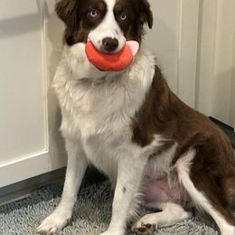 Haven - Miniature Australian Shepherd