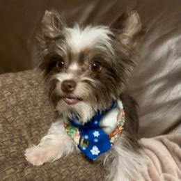 Lincoln - Yorkshire Terrier