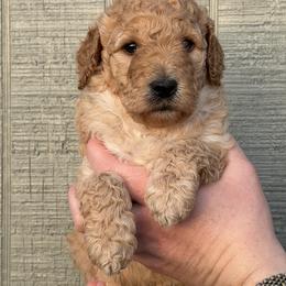 Willie Robertson - Apricot male Poodle puppy in Fairfield, North Carolina from Leaning T Ranch