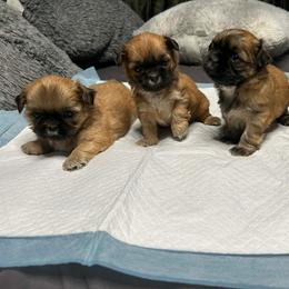 Zac - Brindle male Shih Tzu puppy in Azusa, California from RJ Shih Tzu lover