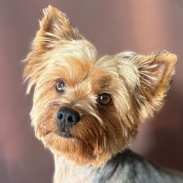 Princess - Yorkshire Terrier