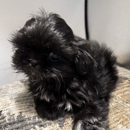 Alex - Black female Shih Tzu puppy in Covington, Georgia from Top Hats 2  Shih Tzu’s