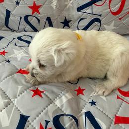 Yellow Collar - White female Miniature Schnauzer puppy in Griggsville, Illinois from Stephenson’s Mini Schnauzer’s