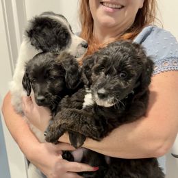 Aussiedoodle puppies from Aussiedoodles On The Beach