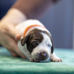 Orange Girl - Liver and white female German Shorthaired Pointer puppy in Bryan, Texas from Ehrenvogel and Bessdach Kennels