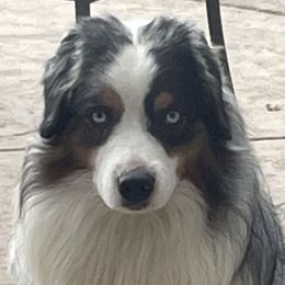 Jigsaw - Miniature American Shepherd