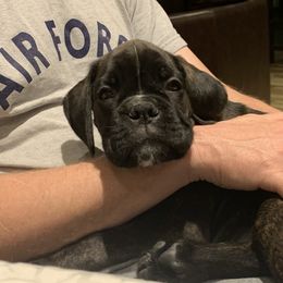 Boxer Puppies from Aleman Euro Boxers