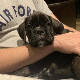 Boxer Puppies from Aleman Euro Boxers