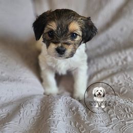 Coton de Tulear Puppies from Jac Be Nimble Cotons