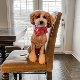 Maple - Poodle