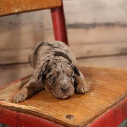 Oren - Merle male Whoodle puppy in West Bend, Iowa from Blue Skies Terriers