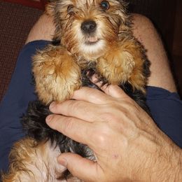 Assorted Doodle Crosses, Double Doodle, Maltipoo, Morkie, and Yorkipoo Puppies from Danza Bolo