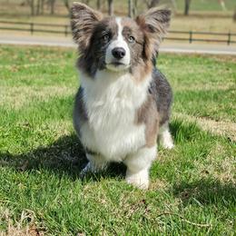 Twix - American Corgi