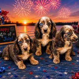 Brutus - Dapple male Dachshund puppy in Lincoln, Arkansas from Red Dirt Dachshunds