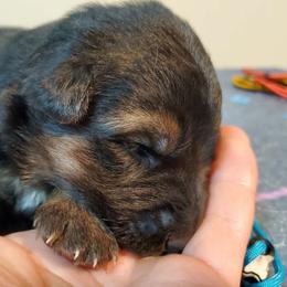Light Blue Girl - Black and red female German Shepherd puppy in Longview, Washington from Bunkerhill Shepherds