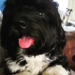 Havapoos from Cove Cutiepoos