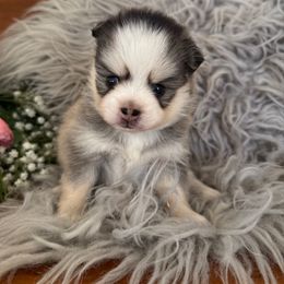 Crystal - Gray and white female Pomsky puppy in La Verne, California from Red Cedar Pomskies