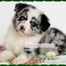 Cookie - Blue merle female Miniature Australian Shepherd puppy in Ellsinore, Missouri from Shebang Aussies