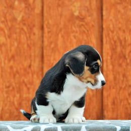 Cardigan Welsh Corgi Puppies from Grandiose Cardigan Welsh Corgis