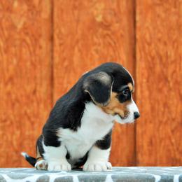 Cardigan Welsh Corgi Puppies from Grandiose Cardigan Welsh Corgis
