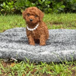 Toby - Red  male Poodle puppy in Florida from Puppies Forever 💙❤️🐶