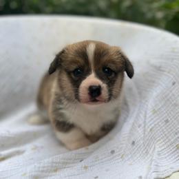 Xena - Red female Pembroke Welsh Corgi puppy in Hope, Arkansas from Foxy Knoll Farm