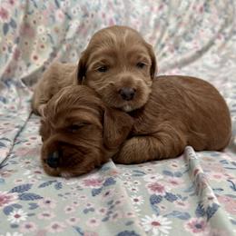 Peach - Gold female Australian Labradoodle puppy in Roseville, California from Darby Park Doodles