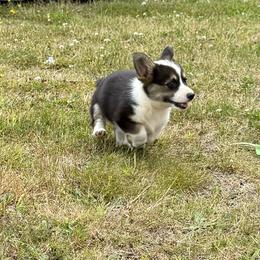 Dakota - Black and tan female Pembroke Welsh Corgi puppy in Aberdeen, Washington from Coastal country Farms