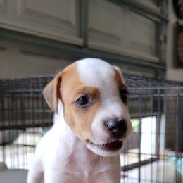 Boy 3 - Jack Russell Terrier puppy in Robstown, Texas from Smokin Pistol Jack Russell Terriers