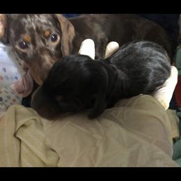 Dachshund puppies from Capital City Dachshunds