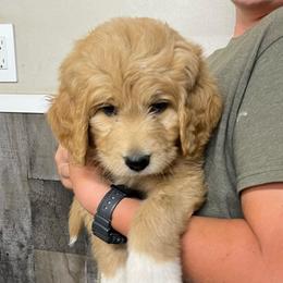 George - Apricot male Pyredoodle puppy in Prescott, Washington from Washington Pyredoodles
