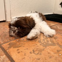 Boy 1 - Liver and white Shih Tzu puppy in Oxnard, California from California Shih Tzu