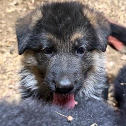 Green collar - Black and red male German Shepherd puppy in Pana, Illinois from von Fenja German Shepherd Dogs