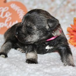 Miniature Schnauzer Puppies from Mystic Miniature Schnauzers