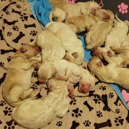 Goldendoodle Puppies from Toneytails Doodles