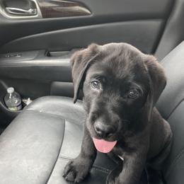 Jack Russell Terrier and Labrador Retriever Puppies from Canine Assist