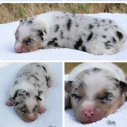 Boy 2 - Blue merle male Miniature American Shepherd puppy in Robinson, Texas from Stellar Miniature American Shepherds
