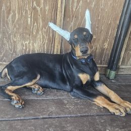 Boy 4 - Black and rust male Doberman Pinscher puppy in Santa Clarita, California from Riviera Dobermans