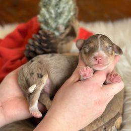 Steven - Red merle male Aussiedoodle puppy in Lancaster, Minnesota from Finney Ranch