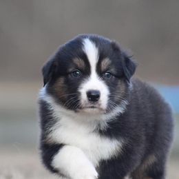 Cato - Black tri-color Australian Shepherd puppy in Springville, Alabama from Cross Creek Aussies