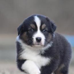 Cato - Black tri-color Australian Shepherd puppy in Springville, Alabama from Cross Creek Aussies