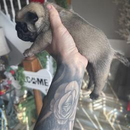 Bulldog and Pug Puppies from Love that bulldog lewter family