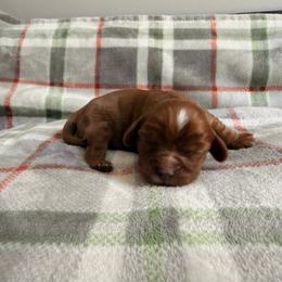 Girl 2 - Ruby female Cavalier King Charles Spaniel puppy in Rockville, Maryland from Skais the Limit