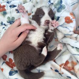Border Collie Puppies from Athena’s Collies