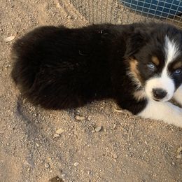 Australian Shepherd Puppies from Far Out Aussies