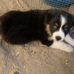 Australian Shepherd Puppies from Far Out Aussies